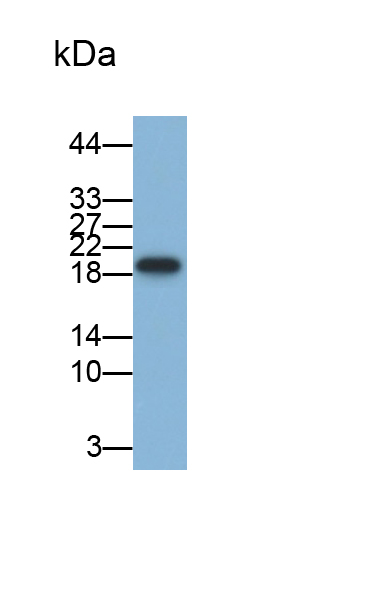 离子化钙结合适配分子1(AIF1)单克隆抗体