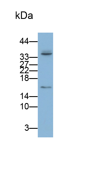 离子化钙结合适配分子1(AIF1)单克隆抗体