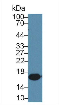 離子化鈣結(jié)合適配分子1(AIF1)單克隆抗體