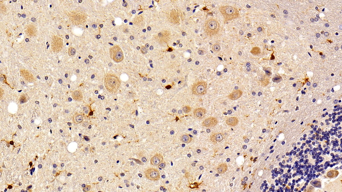 离子化钙结合适配分子1(AIF1)单克隆抗体