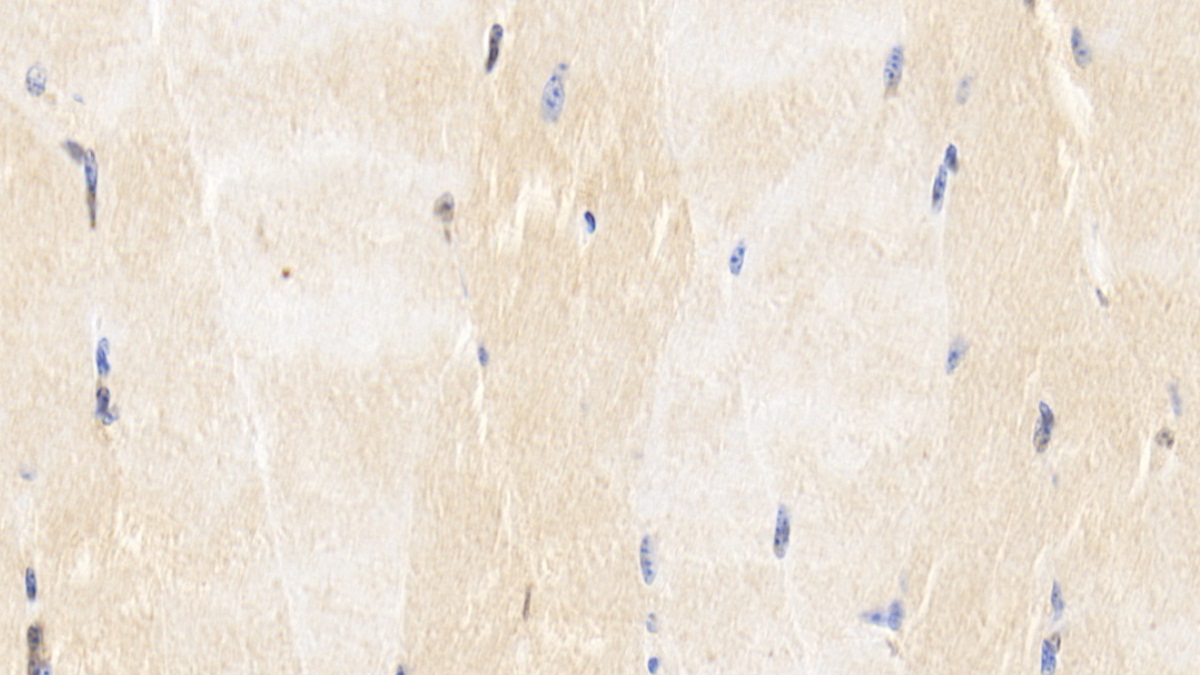 胱天蛋白酶6(CASP6)單克隆抗體