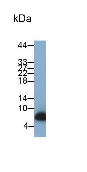 唾液富組蛋白3(HTN3)單克隆抗體