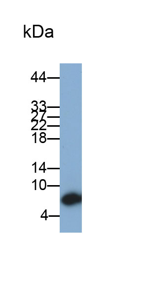 唾液富组蛋白3(HTN3)单克隆抗体