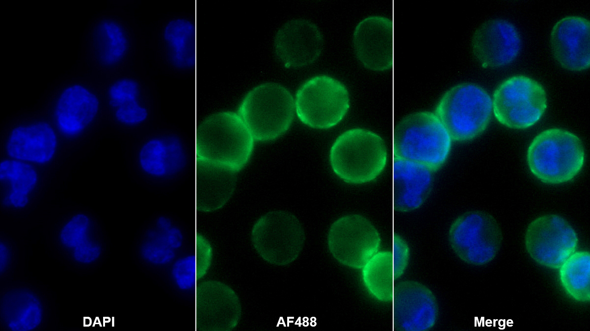 甲硫氨酸亞砜還原酶A(MSRA)單克隆抗體