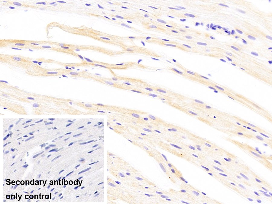 晶狀體蛋白αB(CRYaB)單克隆抗體
