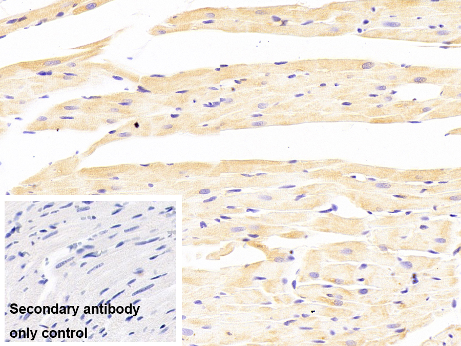 晶狀體蛋白αB(CRYaB)單克隆抗體