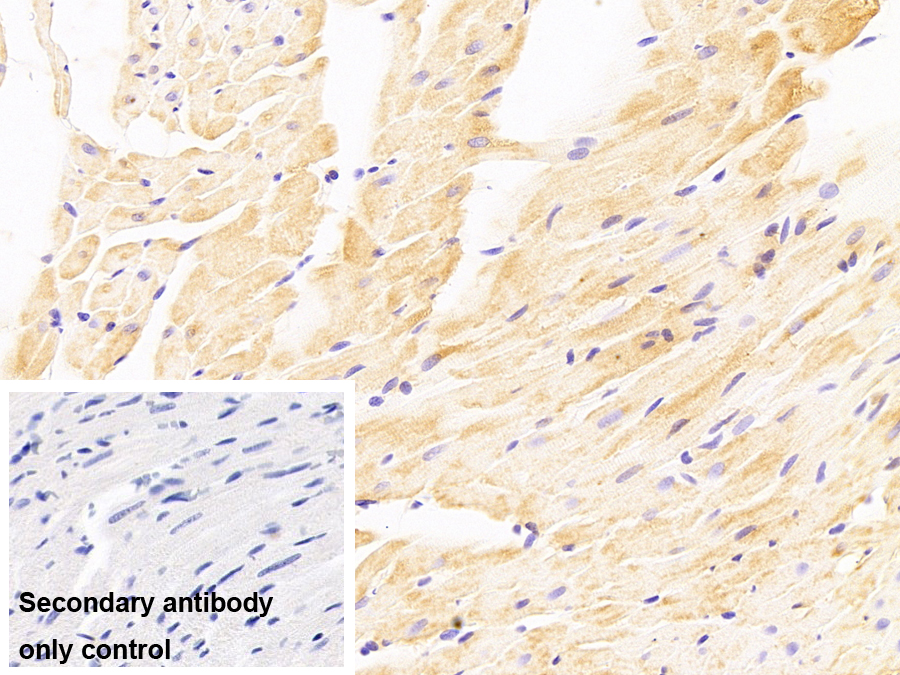晶狀體蛋白αB(CRYaB)單克隆抗體