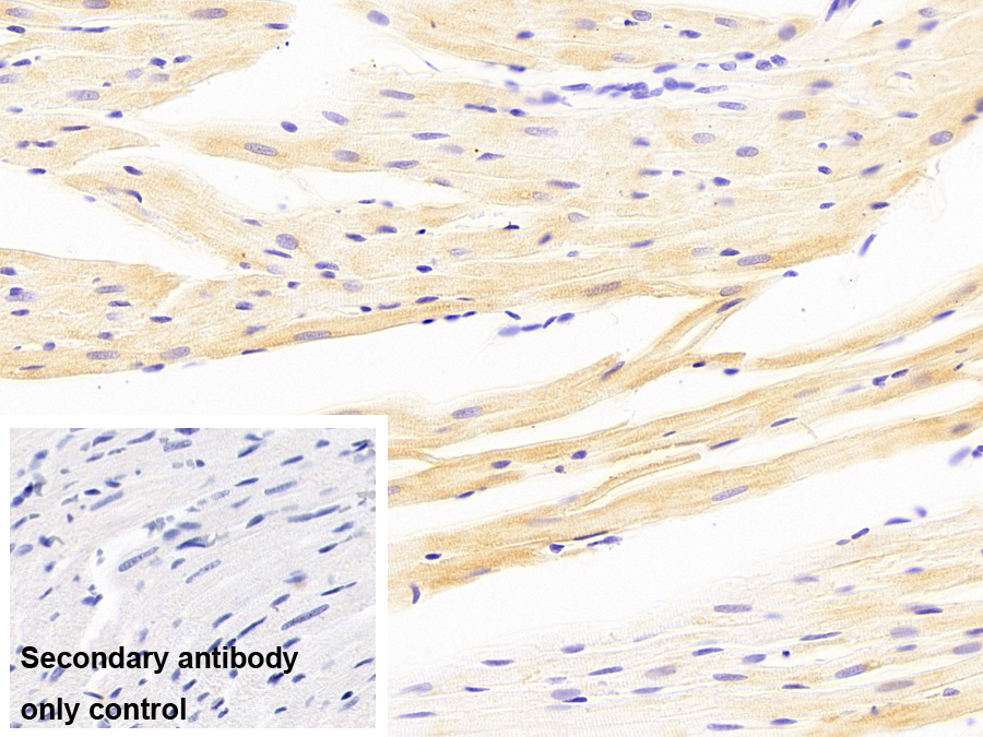 晶狀體蛋白αB(CRYaB)單克隆抗體