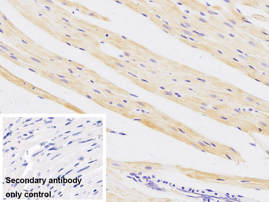 晶狀體蛋白αB(CRYaB)單克隆抗體
