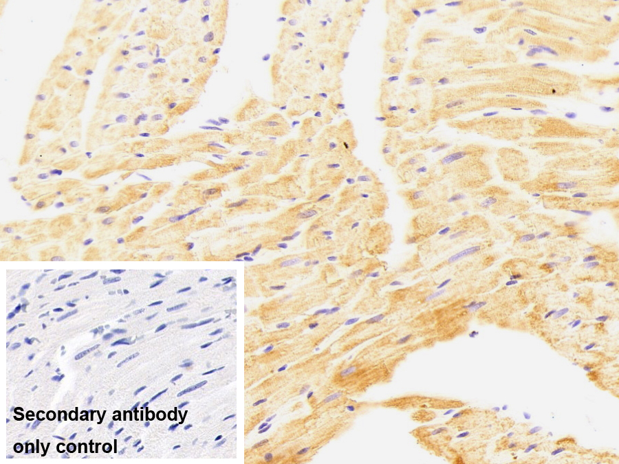 晶状体蛋白αB(CRYaB)单克隆抗体