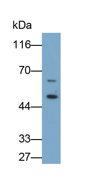 胃內(nèi)因子(GIF)單克隆抗體