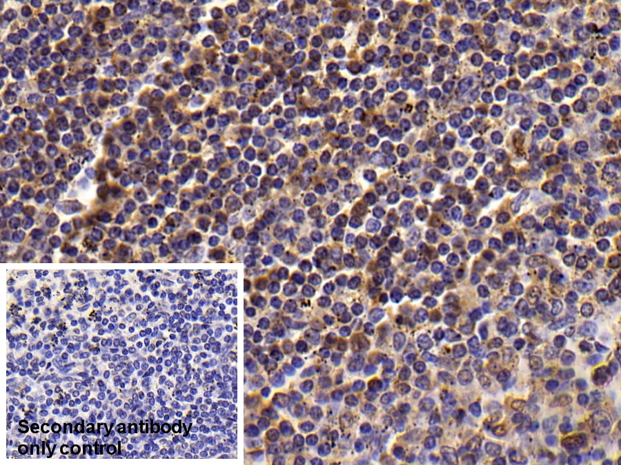 T-细胞表面糖蛋白CD3ε(CD3e)单克隆抗体