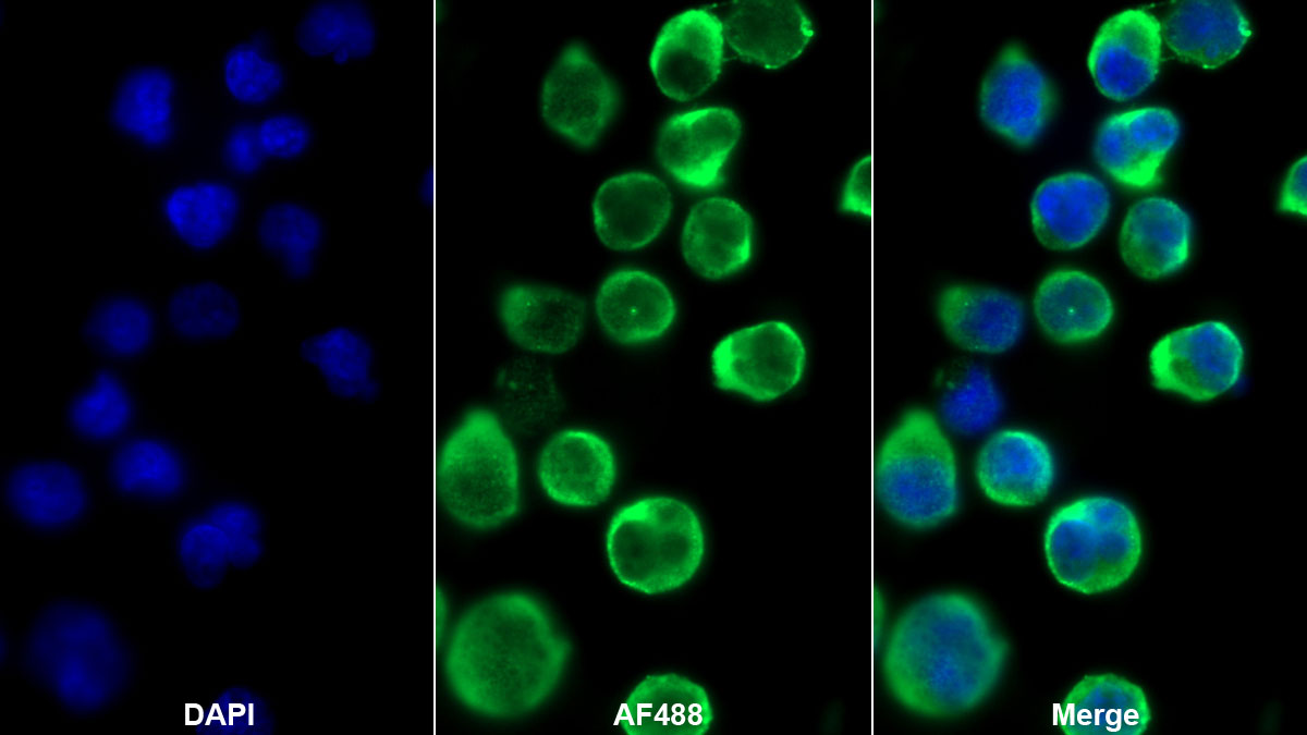 T-细胞表面糖蛋白CD3ε(CD3e)单克隆抗体