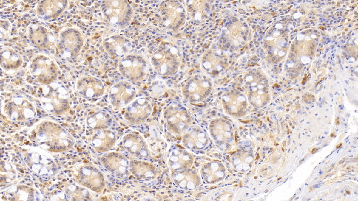 核糖核酸酶A2(RNASE2)單克隆抗體