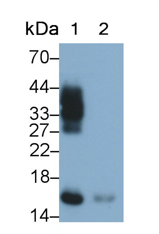 核糖核酸酶A2(RNASE2)單克隆抗體