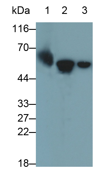 角蛋白6A(KRT6A)單克隆抗體