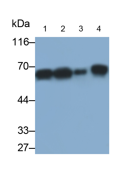 角蛋白6A(KRT6A)單克隆抗體