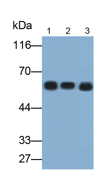 角蛋白6A(KRT6A)單克隆抗體