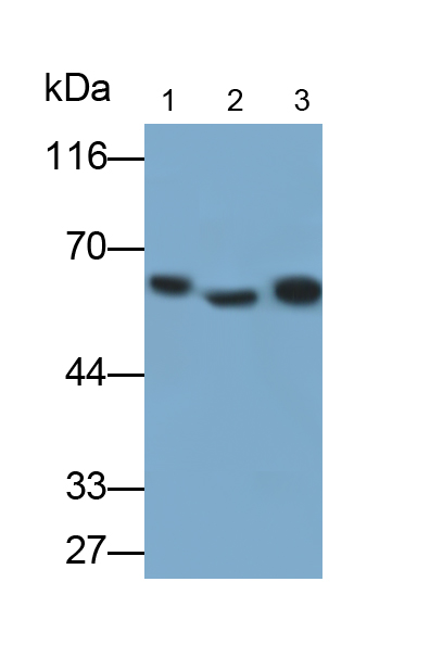 角蛋白6A(KRT6A)單克隆抗體