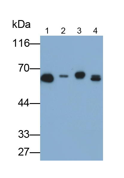 角蛋白6A(KRT6A)單克隆抗體