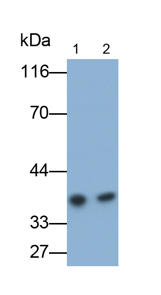 肝配蛋白A3(EFNA3)单克隆抗体