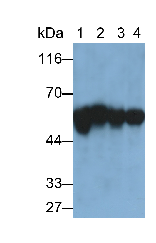 親核素α2(KPNa2)單克隆抗體