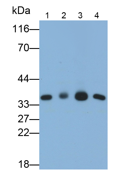 膜联蛋白A4(ANXA4)单克隆抗体