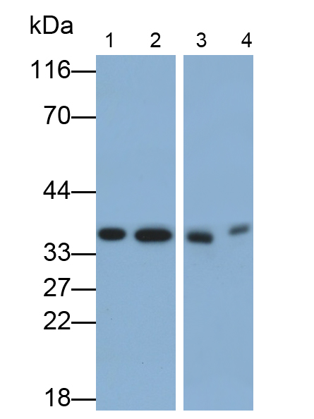 膜聯(lián)蛋白A4(ANXA4)單克隆抗體