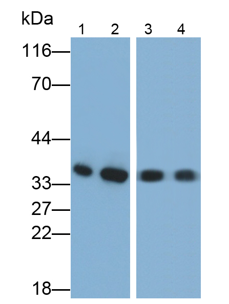 膜聯(lián)蛋白A4(ANXA4)單克隆抗體