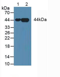 膜聯(lián)蛋白A3(ANXA3)單克隆抗體