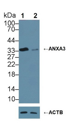膜聯(lián)蛋白A3(ANXA3)單克隆抗體