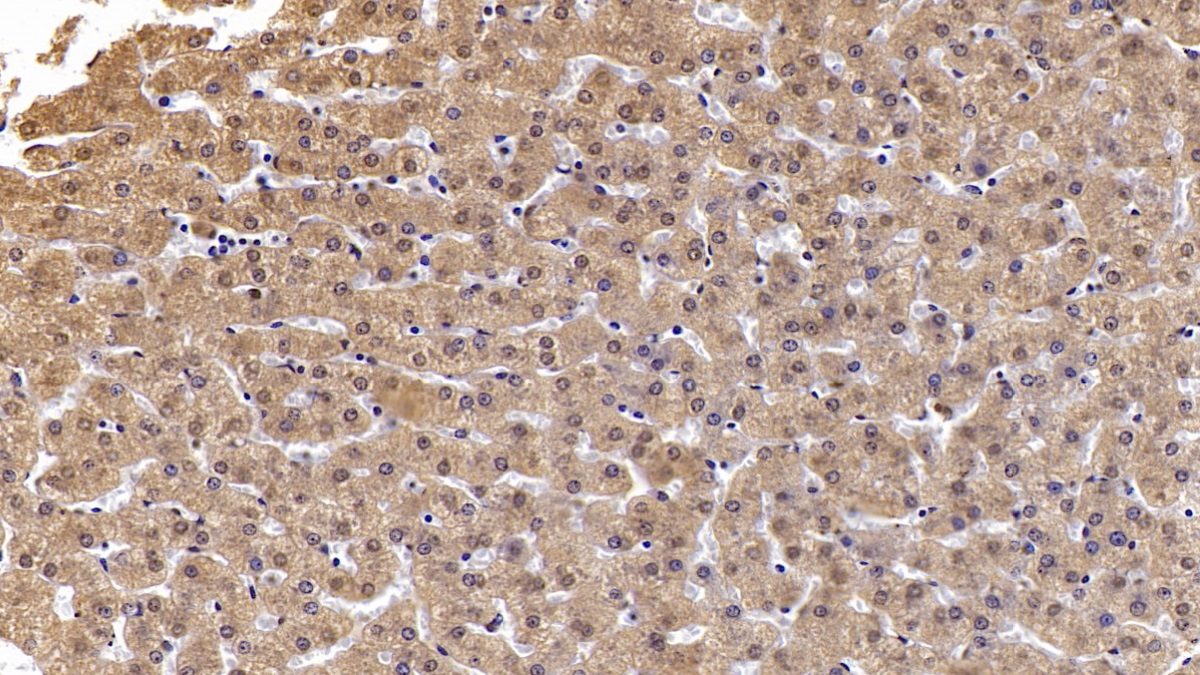 膜聯(lián)蛋白A3(ANXA3)單克隆抗體