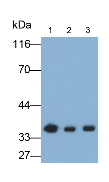 膜聯(lián)蛋白A3(ANXA3)單克隆抗體
