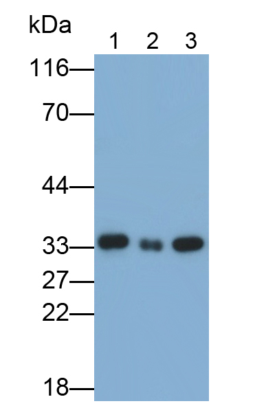 膜聯(lián)蛋白A3(ANXA3)單克隆抗體