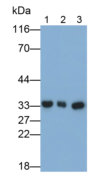 膜聯(lián)蛋白A3(ANXA3)單克隆抗體