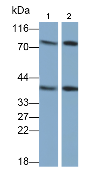膜聯(lián)蛋白A1(ANXA1)單克隆抗體