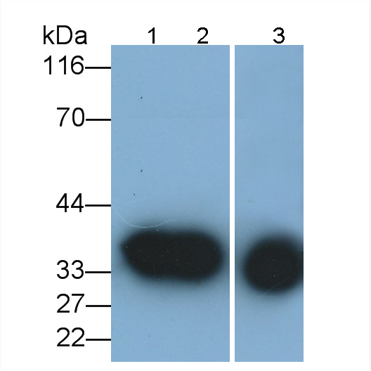 膜联蛋白A1(ANXA1)单克隆抗体