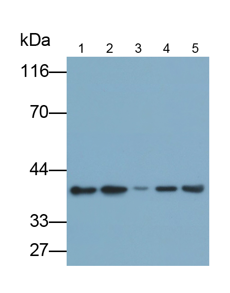 膜联蛋白A1(ANXA1)单克隆抗体
