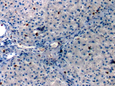 膜聯(lián)蛋白A1(ANXA1)單克隆抗體