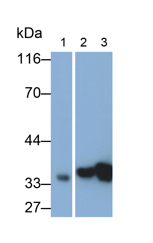膜聯(lián)蛋白A1(ANXA1)單克隆抗體