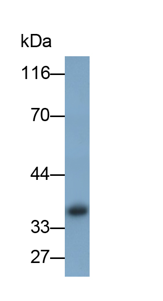 膜聯(lián)蛋白A1(ANXA1)單克隆抗體