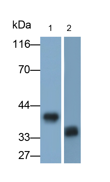 膜聯(lián)蛋白A1(ANXA1)單克隆抗體