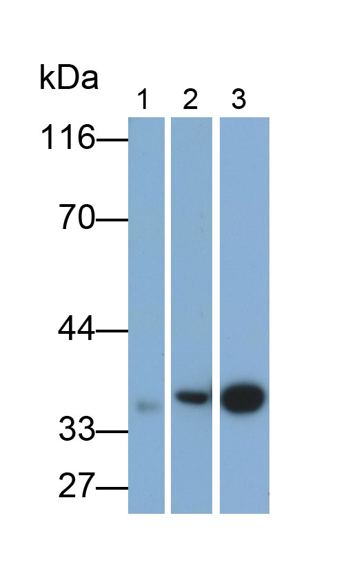 膜聯(lián)蛋白A1(ANXA1)單克隆抗體