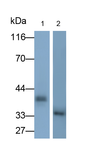 膜聯(lián)蛋白A1(ANXA1)單克隆抗體