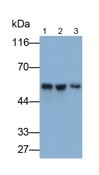 醛脫氫酶7家族成員A1(ALDH7A1)單克隆抗體