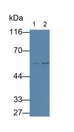 衰老關鍵蛋白3(FBLN3)單克隆抗體
