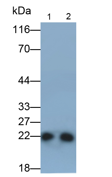 過氧化還原酶2(PRDX2)單克隆抗體