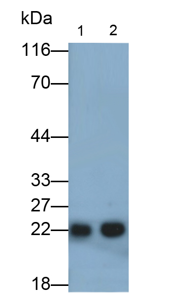 过氧化还原酶2(PRDX2)单克隆抗体