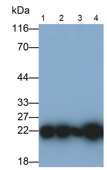 過(guò)氧化還原酶2(PRDX2)單克隆抗體