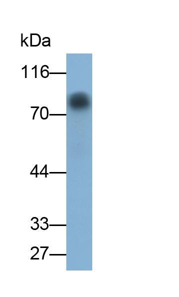 氯离子通道辅助蛋白1(CLCA1)单克隆抗体